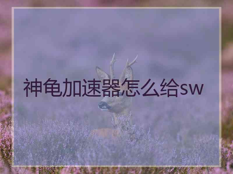神龟加速器怎么给sw