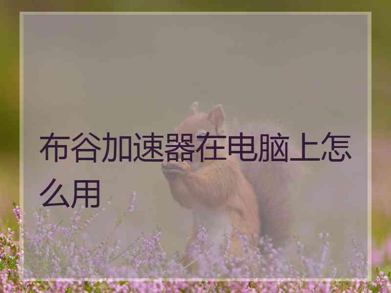 布谷加速器在电脑上怎么用