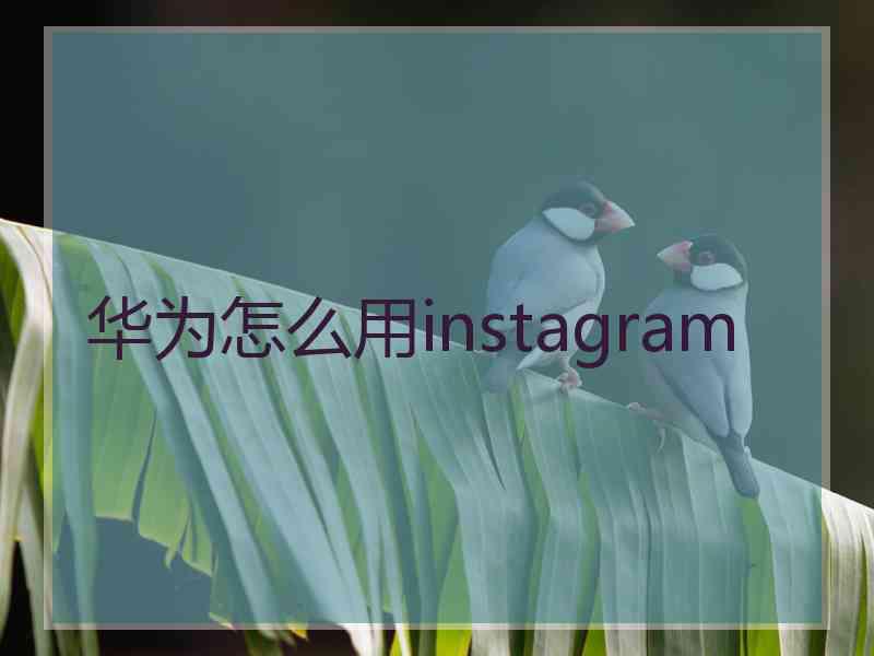 华为怎么用instagram